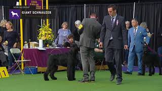 Giant Schnauzers  Breed Judging 2019 [upl. by Goldarina]