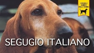 SEGUGIO ITALIANO trailer documentario [upl. by Siubhan]