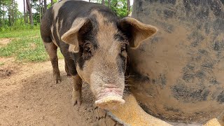 A Guide to Raising Low Maintenance Healthy Pigs on the Homestead [upl. by Garret]