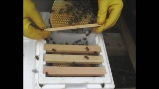 Checking Warnholz Mini Nucs Nucleus  Queen Rearing Beekeeping Techniques [upl. by Christyna242]