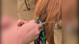 How to Tie a Tail Bag in Your Horses Tail [upl. by Naed]