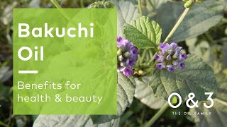 Bakuchi Oil  benefits for skin hair and personal care formulations [upl. by Dorcia]