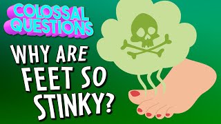 Why Are Feet So Stinky  COLOSSAL QUESTIONS [upl. by Kursh]