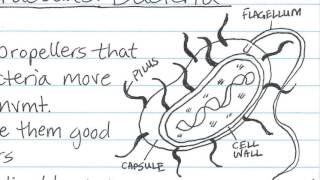 Cornell Notes Method of Taking Notes [upl. by Rhine437]