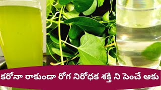 తిప్ప తీగ వాడే వాలు ఇది ఒకసారి చుడండి tippa teega ayurvedi medicinetippa teega gurinchi latest2021 [upl. by Hillegass]