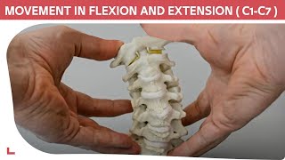 C1C7 Cervical Model Cervical Flexion Extension amp Rotational Movement [upl. by Malissa]