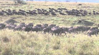 Wildebeest stampede in Masai Mara Kenya [upl. by Ruddie]