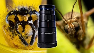 Laowa 25mm F28 255X Lens Review  ULTRA MACRO PHOTOGRAPHY [upl. by Nallij436]