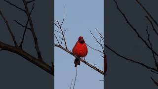 Northern Cardinal in North Carolina wildlifephotograph wildphotography birds photography [upl. by Ellehsem]