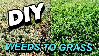 HOW TO TURN WEEDS INTO GRASS [upl. by Enitsed264]