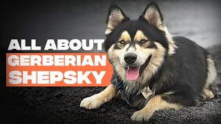 German Shepherd x Husky Mix Gerberian Shepsky The Complete Breed Info [upl. by Odinevneib]