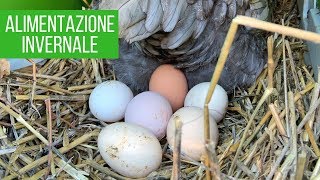 Mangime INVERNALE per galline  COME OTTENERE PIÙ UOVA [upl. by Terryn]