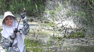 KEMUNCULAN IKAN GABUS MONSTER BERHASIL TERTANGKAP KAMERA [upl. by Einehpets304]