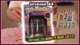 Hatching Sea Monkeys Magic Castle amp Adding Packet 4 Plasma To My 412 Day Old Sea Monkeys [upl. by Adlar]