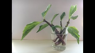 GROW THAI BASIL CUTTINGS [upl. by Lohman]