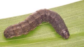 Black Cutworms Scouting and ID in Corn Crops [upl. by Isiad]