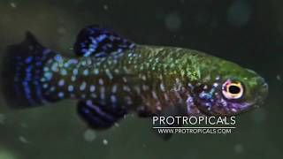 Killifish  Aphanius mento  How to Hatch amp Breed [upl. by Ahsenroc]