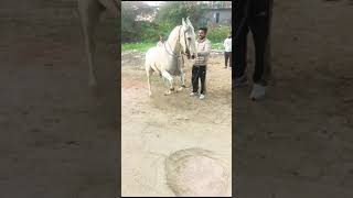 Hallu bhati horse dance [upl. by Sackman]