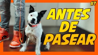 Educar a un perro cachorro desde cero 🐶  Preparación Paseo con correa 🤔 [upl. by Osicran]