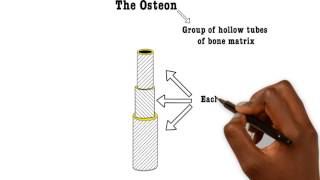 Basic Sciences  The Osteon [upl. by Ban]