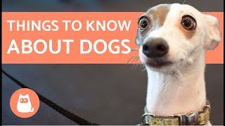 15 Things You Should Know About Dogs [upl. by Nohsram]