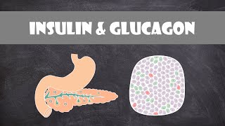 Insulin amp Glucagon  Anatomy amp Physiology [upl. by Aneri]