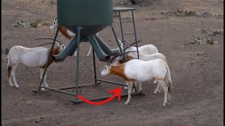 Bowhunting BIG Scimitar Oryx Bull in Texas [upl. by Neiluj]