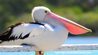 Pelican Yawning  Noosaville Queensland [upl. by Kerri]