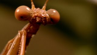 Estos insectos parecen de otro planeta  National Geographic en Español [upl. by Daney98]