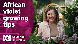 How to care for African violets and why you should grow them  Discovery  Gardening Australia [upl. by Acired]