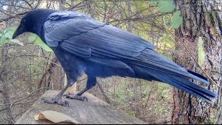 Crow Calling Close Up [upl. by Nevla]