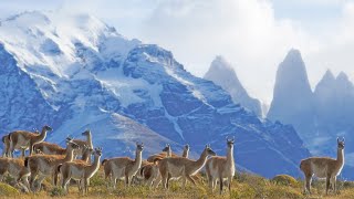 Across Patagonia Chiles Lakes Mountains amp Wildlife [upl. by Slifka]