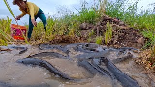 Amazing fishing After the rain I found lots of fish in the fields by the roadside [upl. by Nimar584]