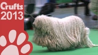 Komondor  Best of Breed  Crufts 2013 [upl. by Deane]