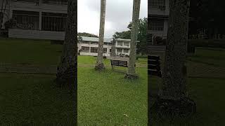 UP Oblation oblation universityofthephilippines UP shortvideo shorts viralshorts [upl. by Monah651]