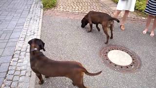 Hannoverscher Schweißhund amp Bayerischer Gebirgsschweißhund BGS [upl. by Ahola232]