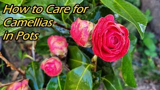 How to Grow and Care for Camellias in Pots  Potted Camellias Planting tips 如何种植和养护盆栽山茶花 [upl. by Sikata]