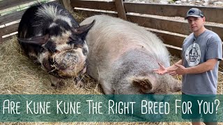 Pros and Cons of Raising Kune Kune Pigs [upl. by Nivahb]