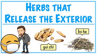 Herbs that Release the Exterior  Introduction to Chinese Herbology in TCM [upl. by Nitas539]