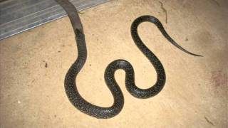 King Snake Eating Cotton Mouth Snake [upl. by Ellesor54]