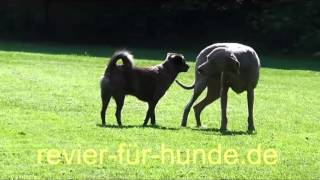 Rangordnung unter Hunden [upl. by Anawait]