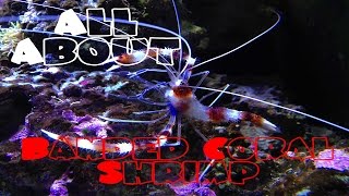 All About The Banded Coral Shrimp  Bristle Worm Killer [upl. by Yks]