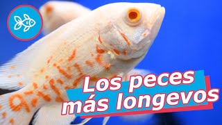 TOP 🔟 Los PECES más LONGEVOS 👵🏻  Agua dulce  Marino [upl. by Einhpad959]