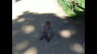 Natur Zoo Rheine im Affenwald am Sa den 26052012 [upl. by Nihcas]