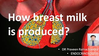 How to breast milk is produced [upl. by Suixela731]