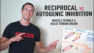 Reciprocal vs Autogenic Inhibition Explained  Golgi Tendon Organ and Muscle Spindle Physiology [upl. by Llerud]