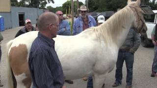 Farrier Quick Takes Mike Wildenstein Proper Evaluation Trimming And Shoeing Mature Horses [upl. by Nett919]