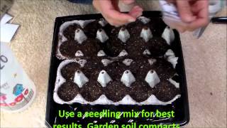 How To Grow Broccoli from Seeds Romanesco type [upl. by Wiencke683]