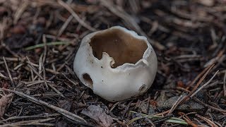 Piestrzyca sosnowa Helvella leucomelaena [upl. by Derron818]