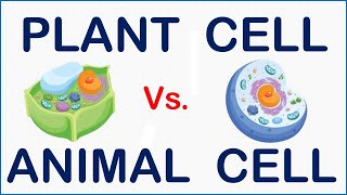 PLANT Vs ANIMAL CELLS Key Differences Explained [upl. by Ahsert]